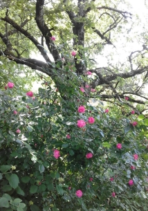 Chêne et roses